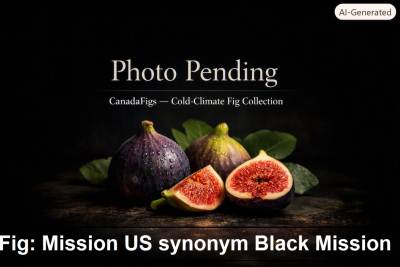 Mission US synonym Black Mission Fig